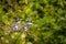 A pair Pied Kingfisher Ceryle rudis sitting on a branch, Queen Elizabeth National Park, Uganda.