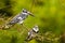 A pair Pied Kingfisher Ceryle rudis sitting on a branch, Queen Elizabeth National Park, Uganda.