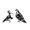 A pair of pigeons. Black and white graphics