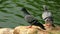 Pair of pigeons cooing on the rocks near pond. HD