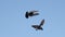 Pair of pigeons flapping its wings in the blue sky