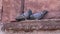 Pair pigeons on historical wall in India