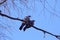 Pair of pigeons wood pigeons Male bird courting female