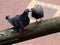 Pair of pigeons on a wooden beam kissing