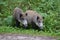 a pair of piglets stands at the edge of the road in the middle of a forest clearing