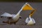 Pair of Pink-backed Pelicans interacting.