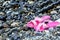 A pair of pink beach sandals on a wet pebble beach on a sunny summer day. Beach holidays.