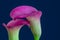  pair of pink calla blossoms,blue background,fine art still life color macro