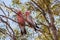 Pair of pink cockatoos