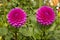 Pair of Pink Decorative Dahlias