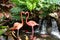 A pair of pink flamingos