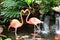 A pair of pink flamingos