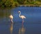 Pair of pink flamingos in delta of the Rhone