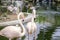 Pair of pink flamingos on a lake with a waterfall in Kuala Lumpur bird park.