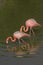A pair of pink flamingos are standing in the water. Vietnam