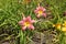 Pair of pink flowers of daylilies