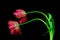 Pair of pink lace fringed tulips leaning against black background