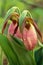 Pair of Pink Lady\'s Slipper Flowers