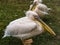 Pair of pink pelicans.