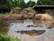 Pair of Pink Pigs Wallowing in Mud