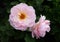 Pair of Pink Rosa Belle Story David Austin English shrub roses in full bloom in selective focus