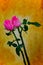 Pair of pink roses against soft grunge background