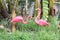 Pair of plastic pink flamingoes