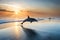 A pair of playful dolphins leaping out of the sparkling ocean waves under a clear, blue sky