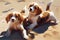 pair of playful pups, romping and rolling in the sun