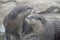 Pair of Playful River Otters Rolling Around