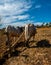 A pair of Ploughing Oxen tied on a Traditional Ploughing Equipment also called Hal in India. Himalayan region of Uttarakhand,