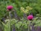 Pair of Plume Thistles in Garden