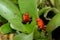 Pair of Poison-dart Frogs Dendrobates pumilio