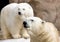 Pair of Polar Bears