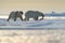 Pair polar bears with seal pelt after feeding carcass on drift ice with snow and blue sky in Arctic Svalbard. Seal fur coat in pol