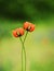 A pair of poppy flowers woven by stalks with each other. Artistic photo. Selective soft focus.