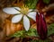 A pair of popular wildflowers the blood rood and the sweet betsy trillium