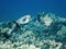 Pair of Porcupinefish or Pufferfish Underwater in Hawaii