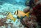 A Pair of Porkfish Swim the Cozumel Island Reef
