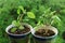 Pair of Potted Thai Sweet Basil Young Plants Growing by the Kitchen Window