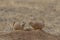 Pair of Prairie Dogs at a Burrow