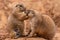 Pair of Prairie Dogs Cynomys in a biopark exchanging loving effusions and appearing to be kissing during courtship