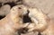 Pair of Prairie Dogs Cynomys exchanging loving effusions and appearing to be kissing