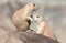 Pair of Prairie Dogs Cynomys exchanging loving effusions and appearing to be kissing