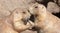 Pair of Prairie Dogs Cynomys exchanging loving effusions and appearing to be kissing