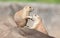 Pair of Prairie Dogs Cynomys exchanging loving effusions and appearing to be kissing