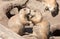 Pair of Prairie Dogs Cynomys exchanging loving effusions and appearing to be kissing