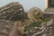 Pair of prairie dogs eat green grass stalk on trunk