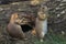 Pair of prairie dogs eat green grass stalk on trunk