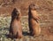A pair of Prarie Dogs standing alert